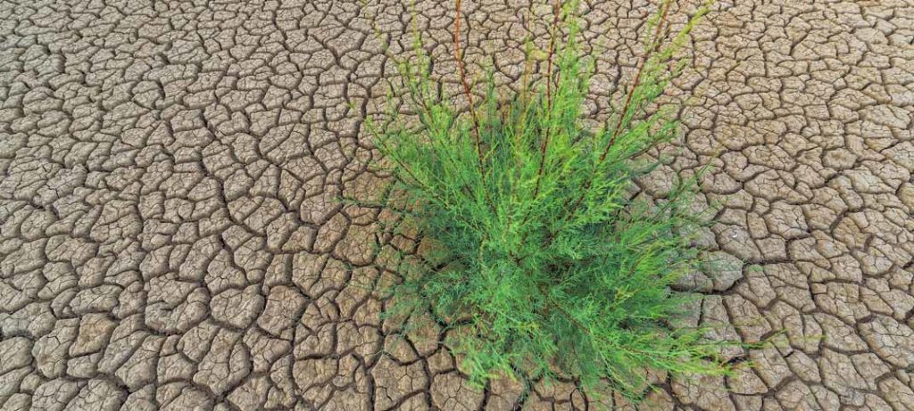 Sol craqulé par la sécheresse avec arbustre très vert représentant l'eau
